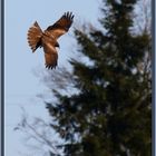 Mäusebussard_Buse variable_Poiana comune_Common buzzard _Buteo buteo. Jonen 2021-03-26 1646 ©