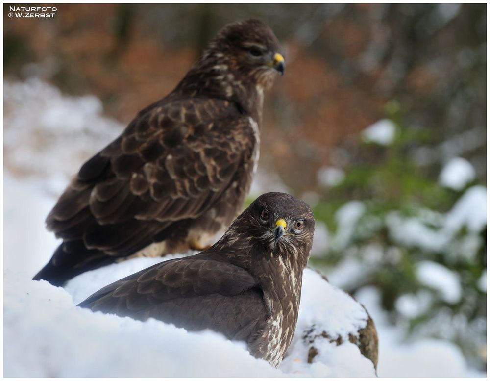 - Mäusebussarde 2, 3 mtr. vor dem Anstitz- ( Buteo buteo )