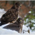 - Mäusebussarde 2, 3 mtr. vor dem Anstitz- ( Buteo buteo )