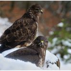 - Mäusebussarde 2, 3 mtr. vor dem Anstitz- ( Buteo buteo )