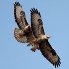 Mäusebussarde (Buteo buteo)