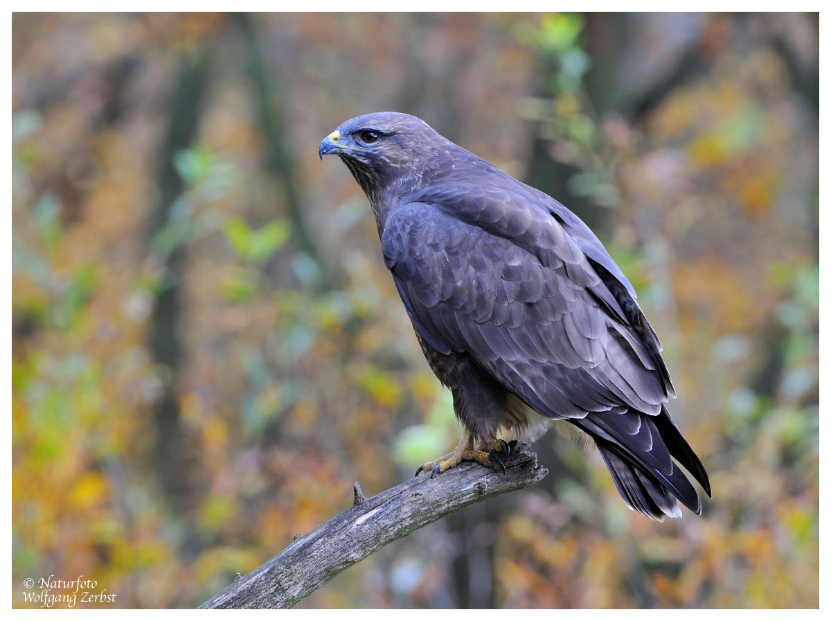 --- Mäusebussarde Nr.1 --- ( Buteo buteo )