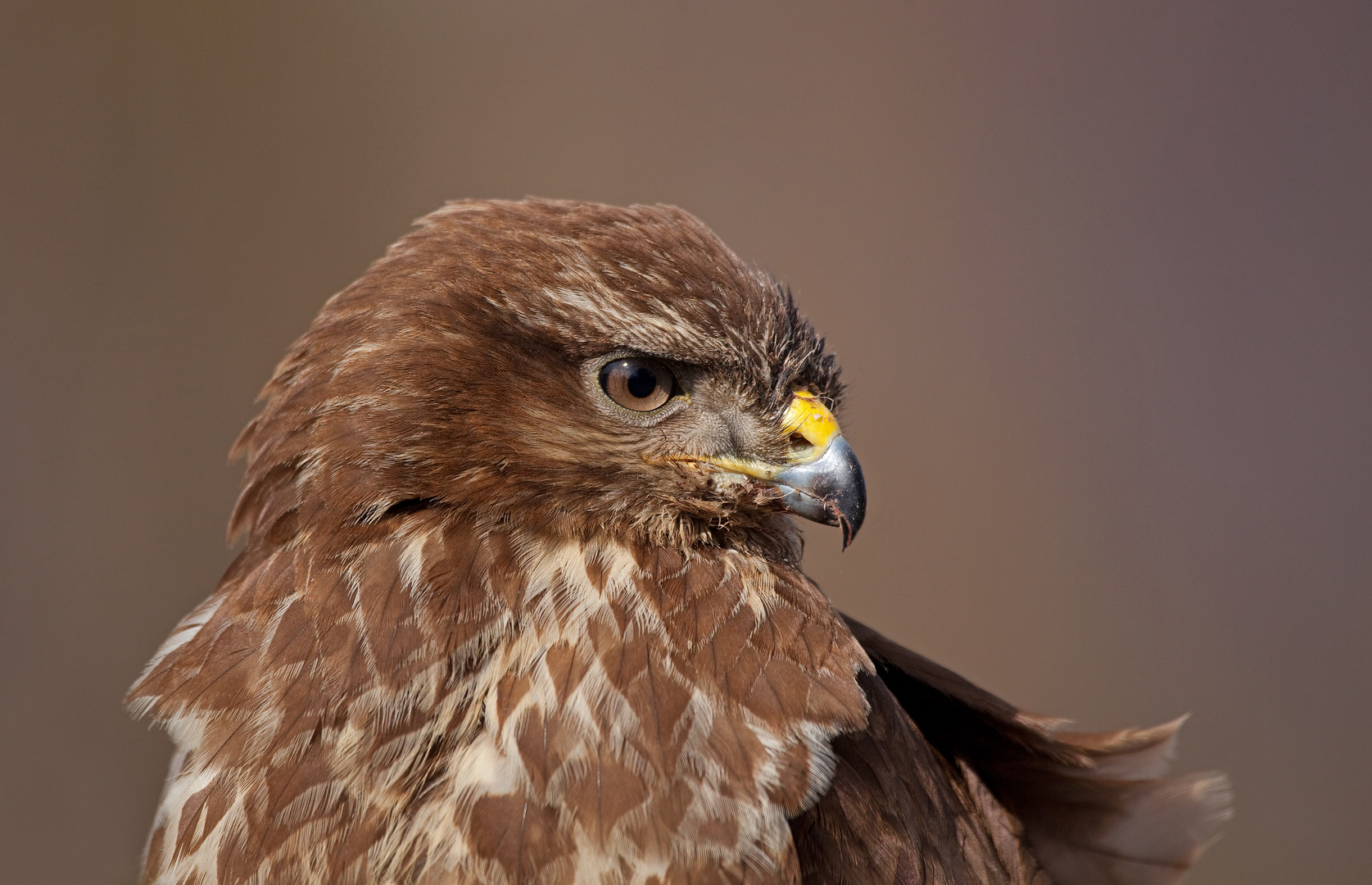 Mäusebussardportrait