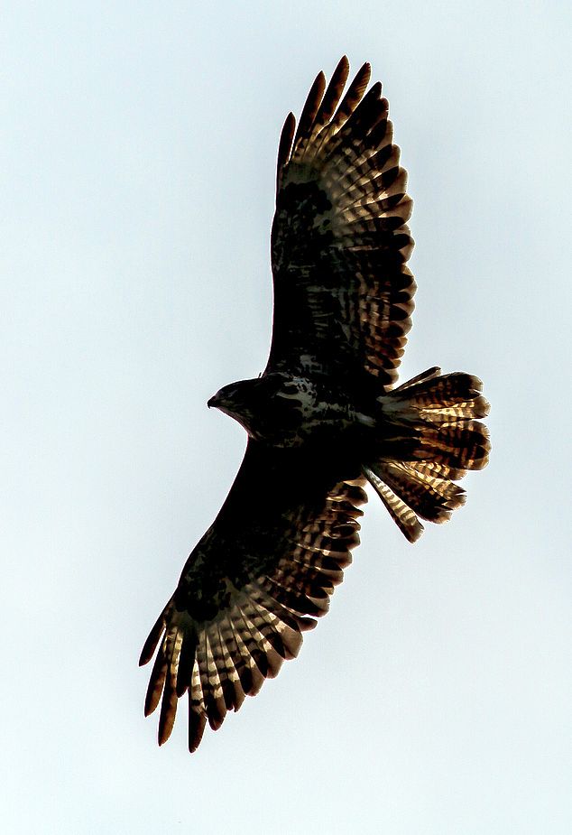 Mäusebussard's Schatten