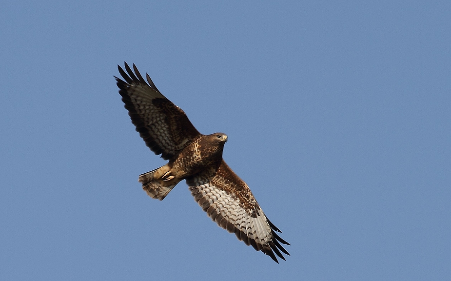 Mäusebussards Segelflug