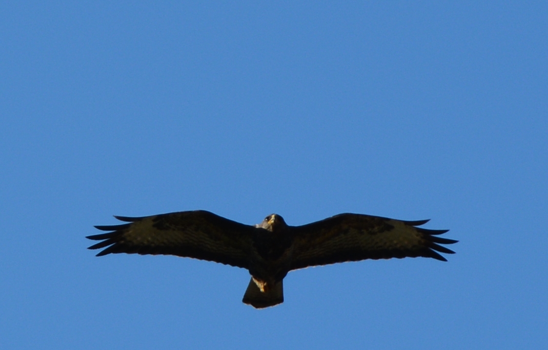 Mäusebussert im Flug