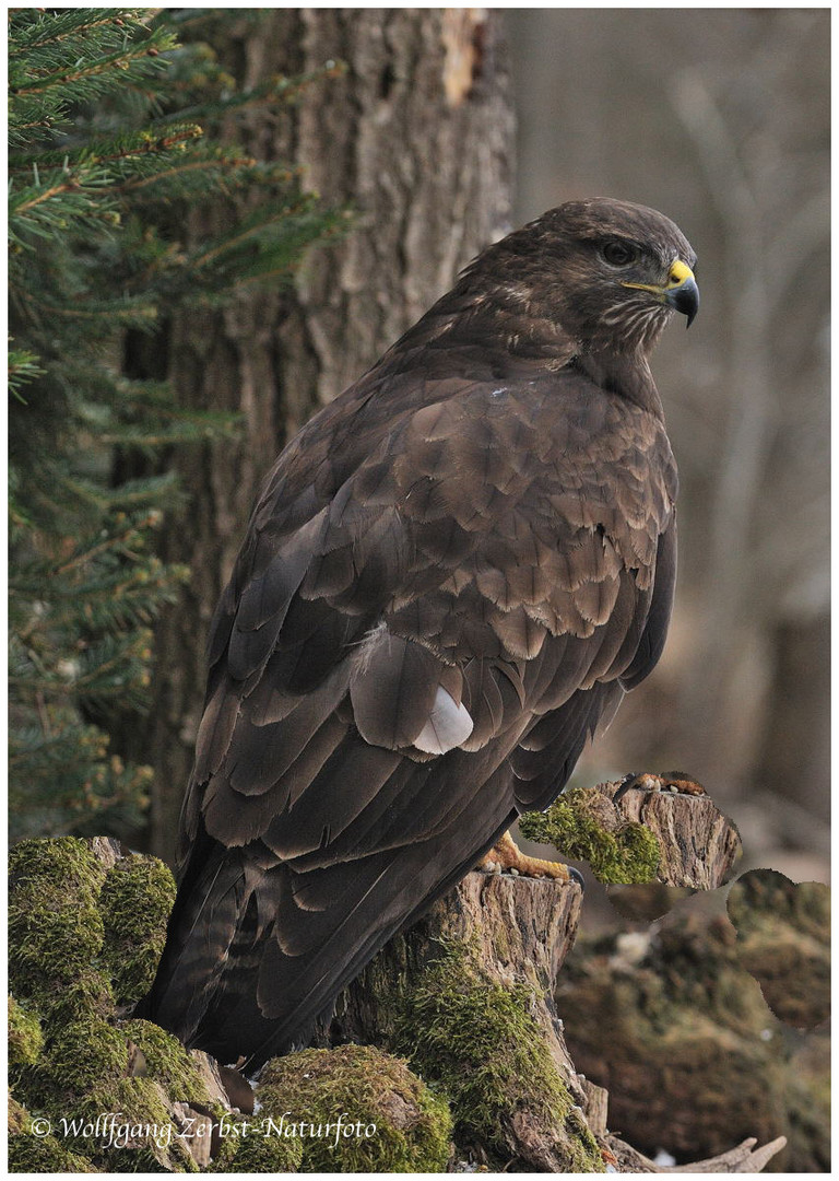 --- Mäusebusssard A --- ( Buteo bueto )