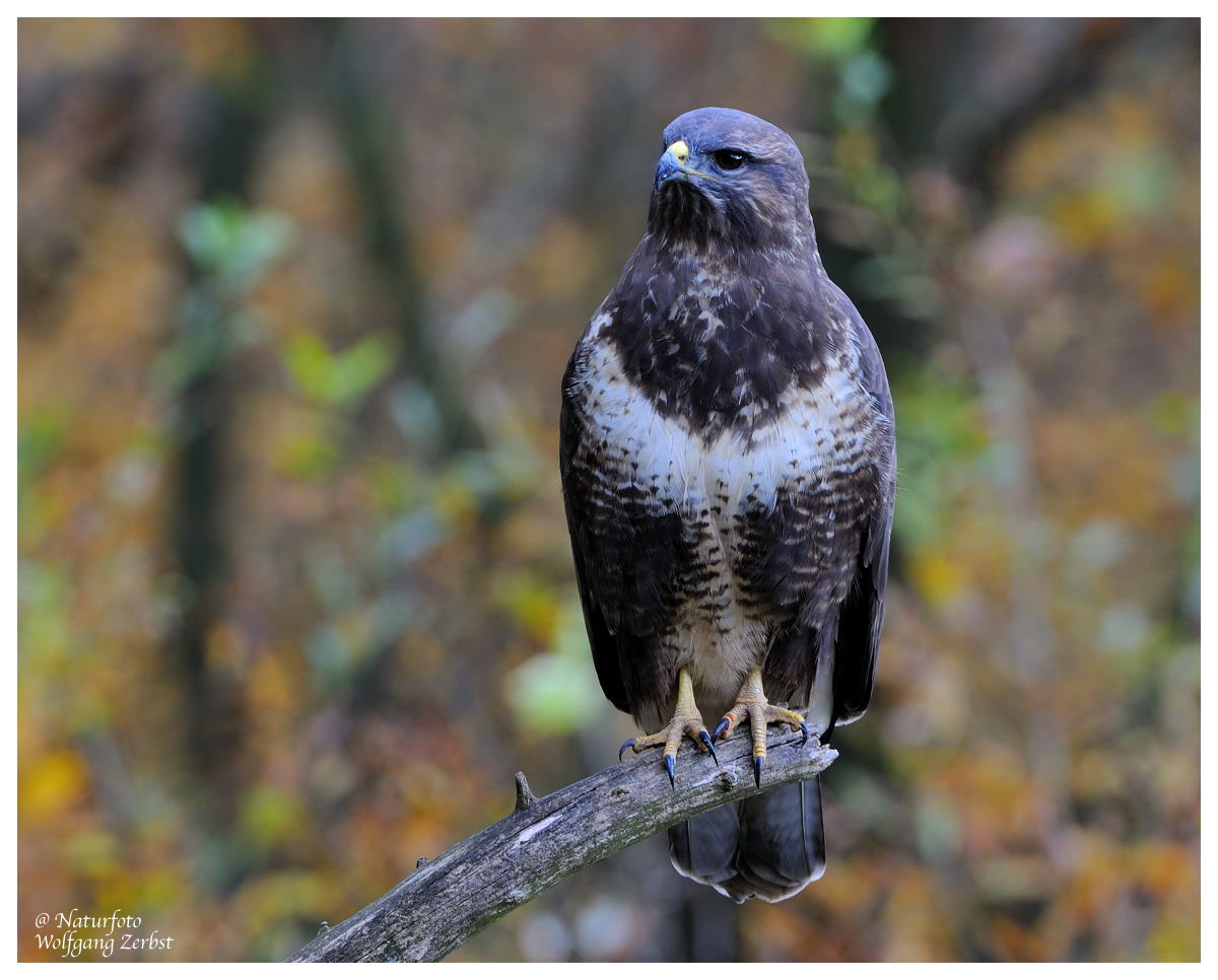 --- Mäusebusssard --- ( Buteo beteo )