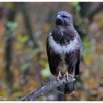 --- Mäusebusssard --- ( Buteo beteo )