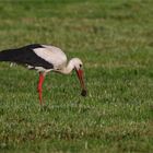 Mäusefänger - Weißstorch 