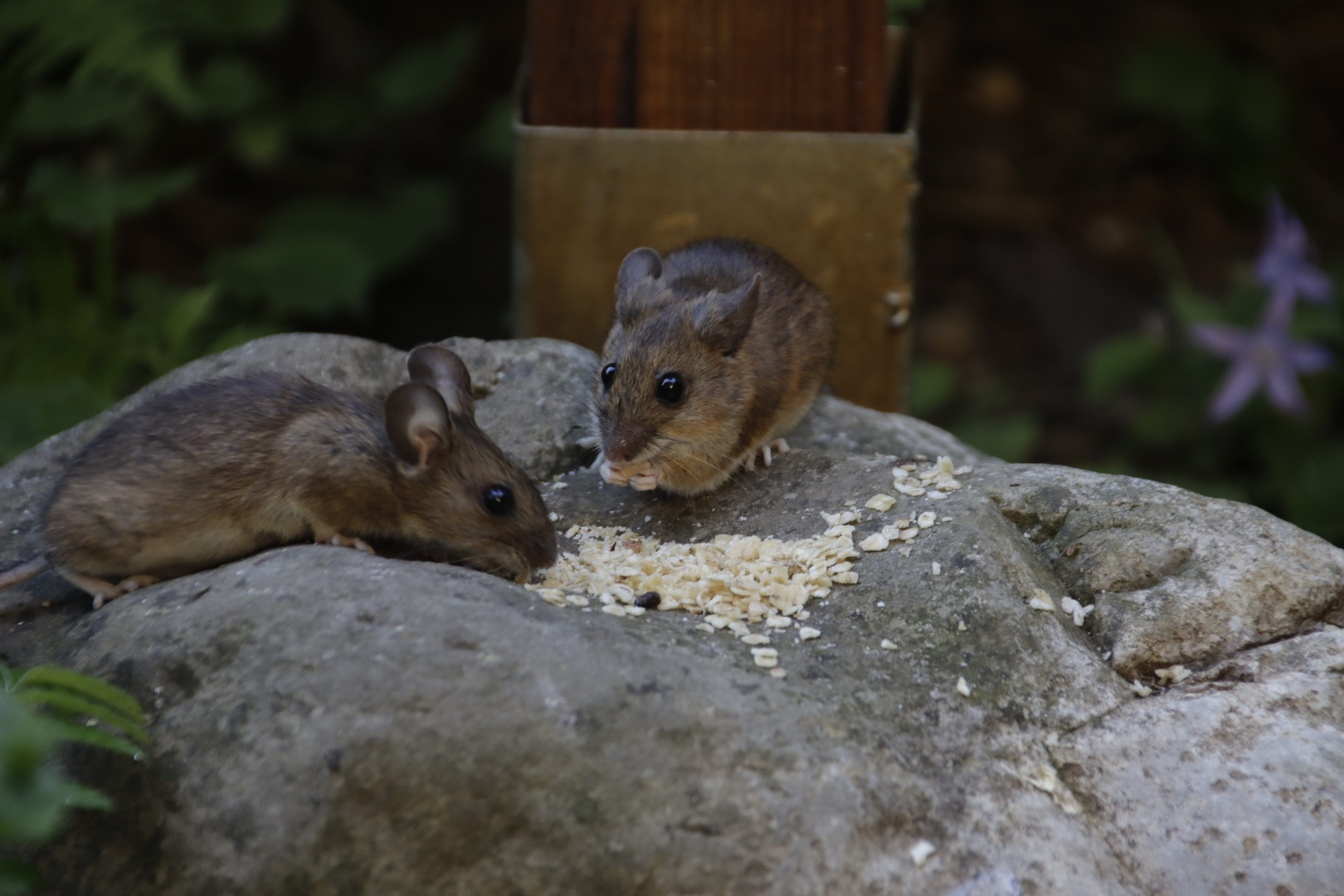 maeusefruehstueck