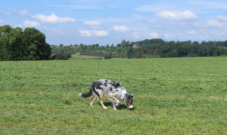 Mäusejäger