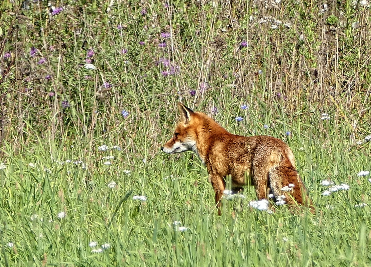 Mäusejäger