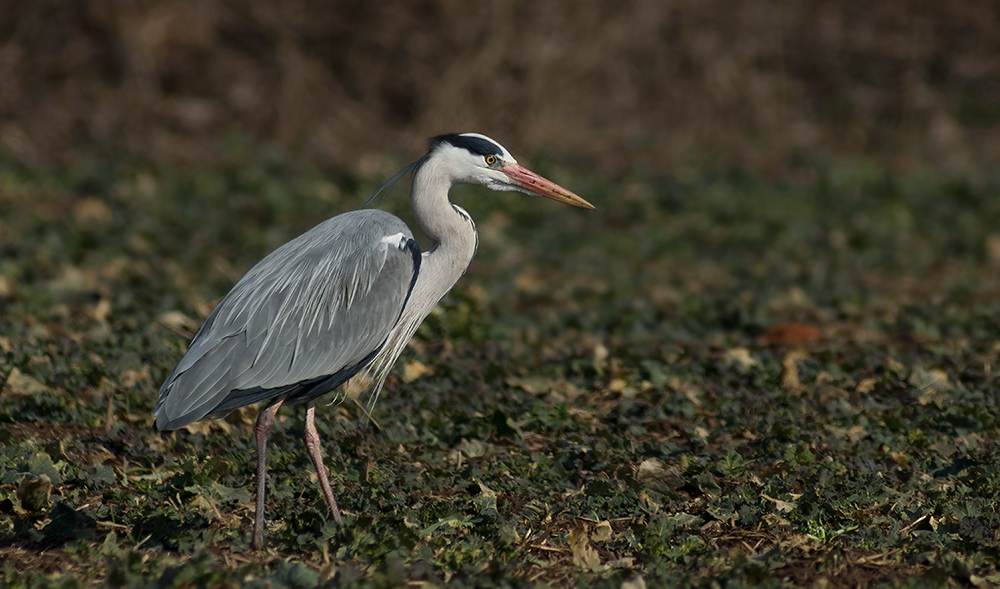 Mäusejäger im Rapsfeld