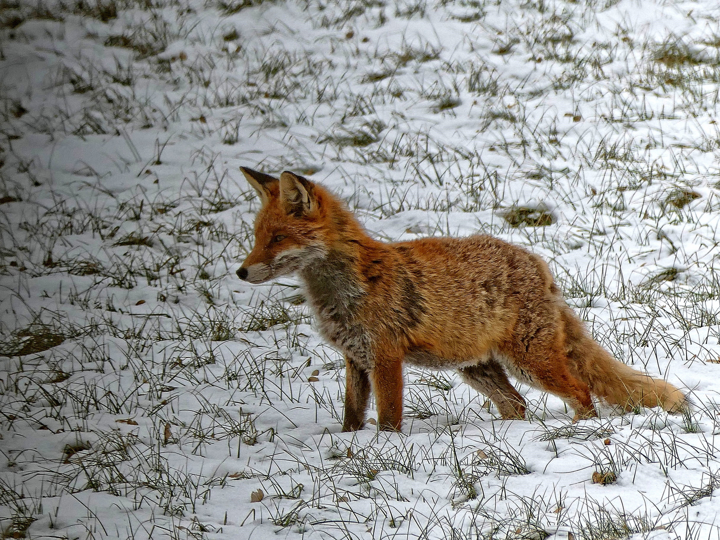 Mäusejagd