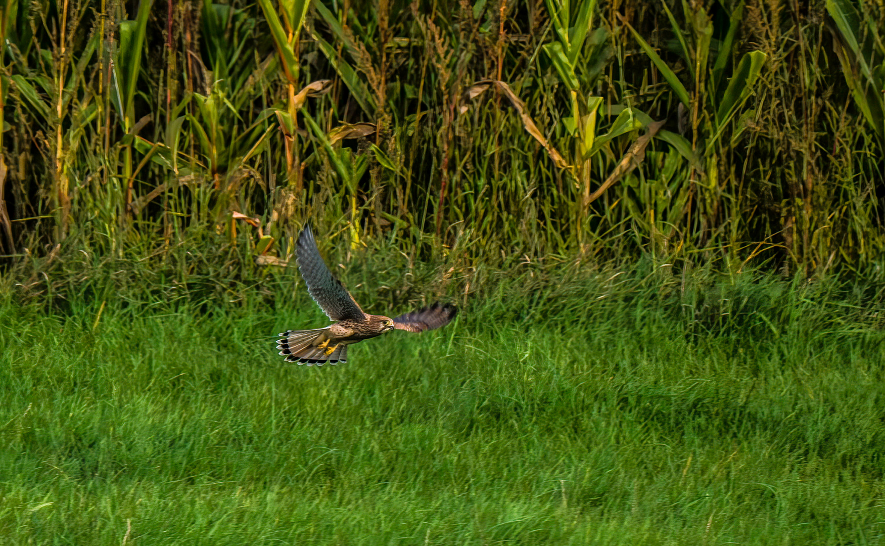 "Mäusejagd am Abend"