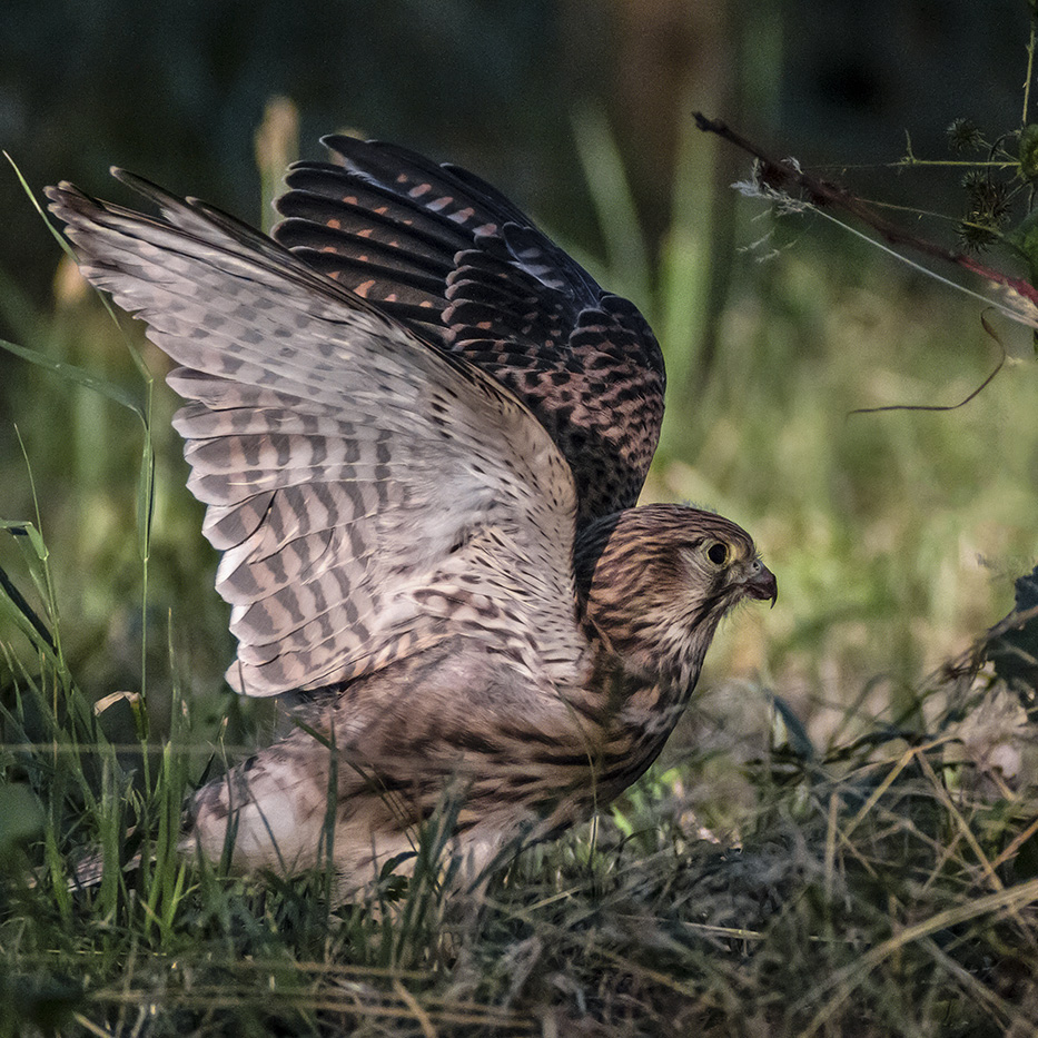 MÄUSEJAGD am Boden