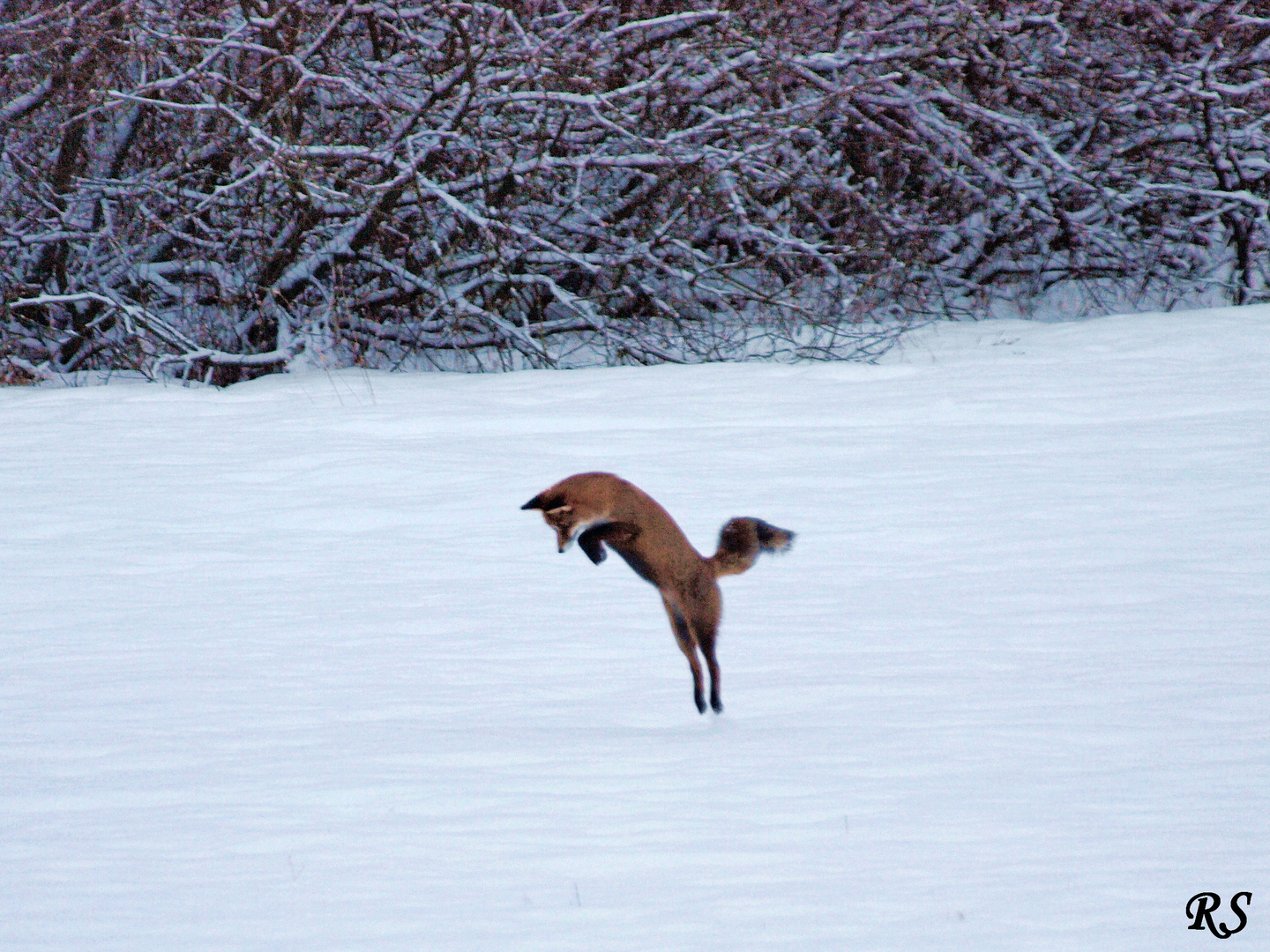 Mäusejagd