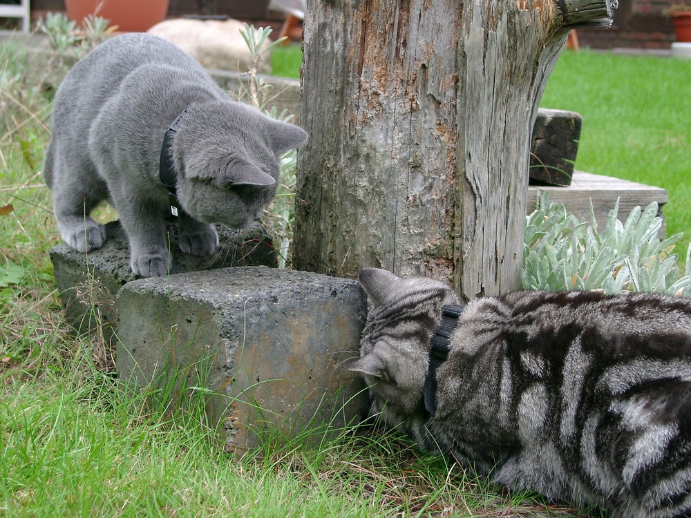 Mäusejagd "Die Maus hat geschmeckt"