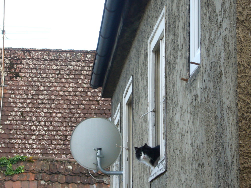 mäusejagd mit satellitenunterstützung