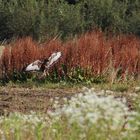 Mäusejagender Mäusebussard