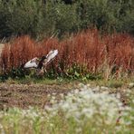 Mäusejagender Mäusebussard