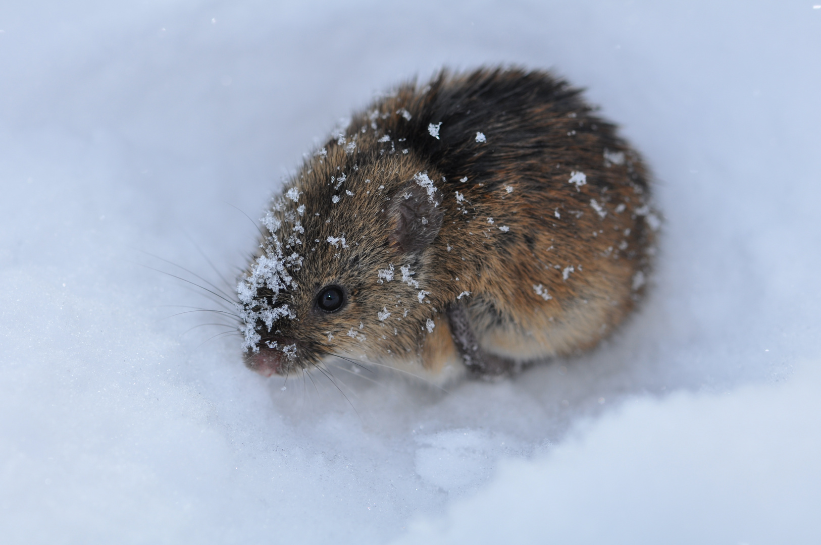 Mäusekind im Schnee