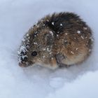 Mäusekind im Schnee