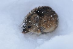 Mäusekind im Schnee