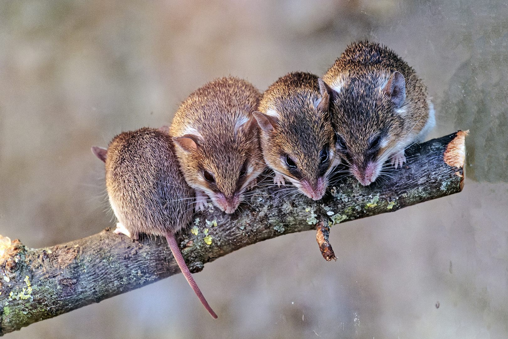 Mäusekuscheln