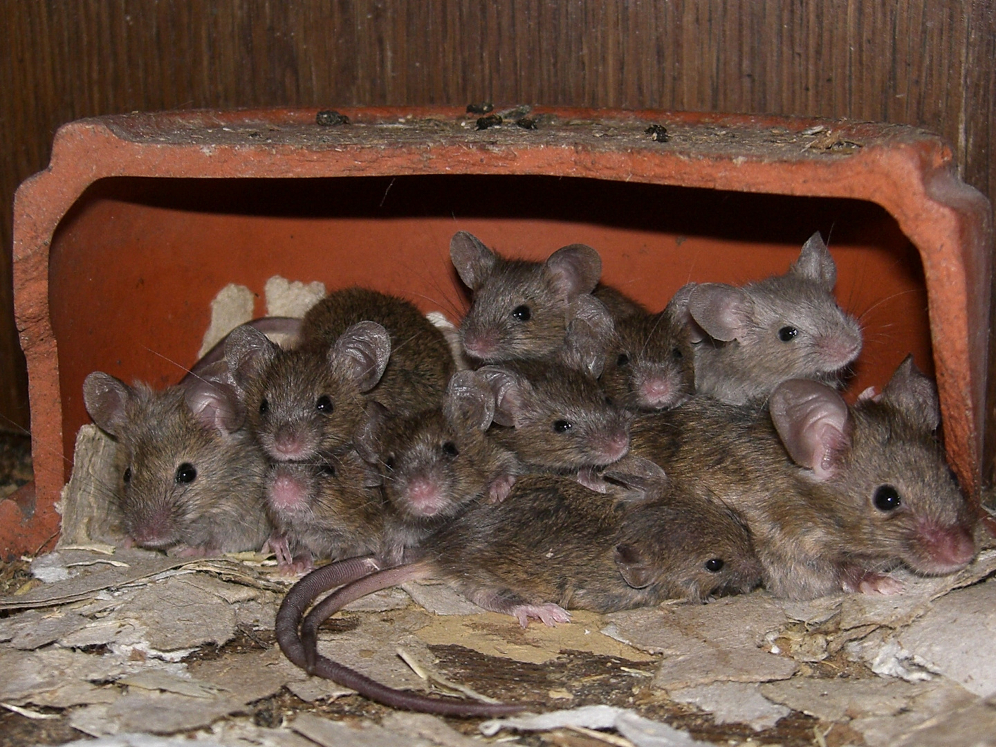 Mäusemama mit ihren Kleinen