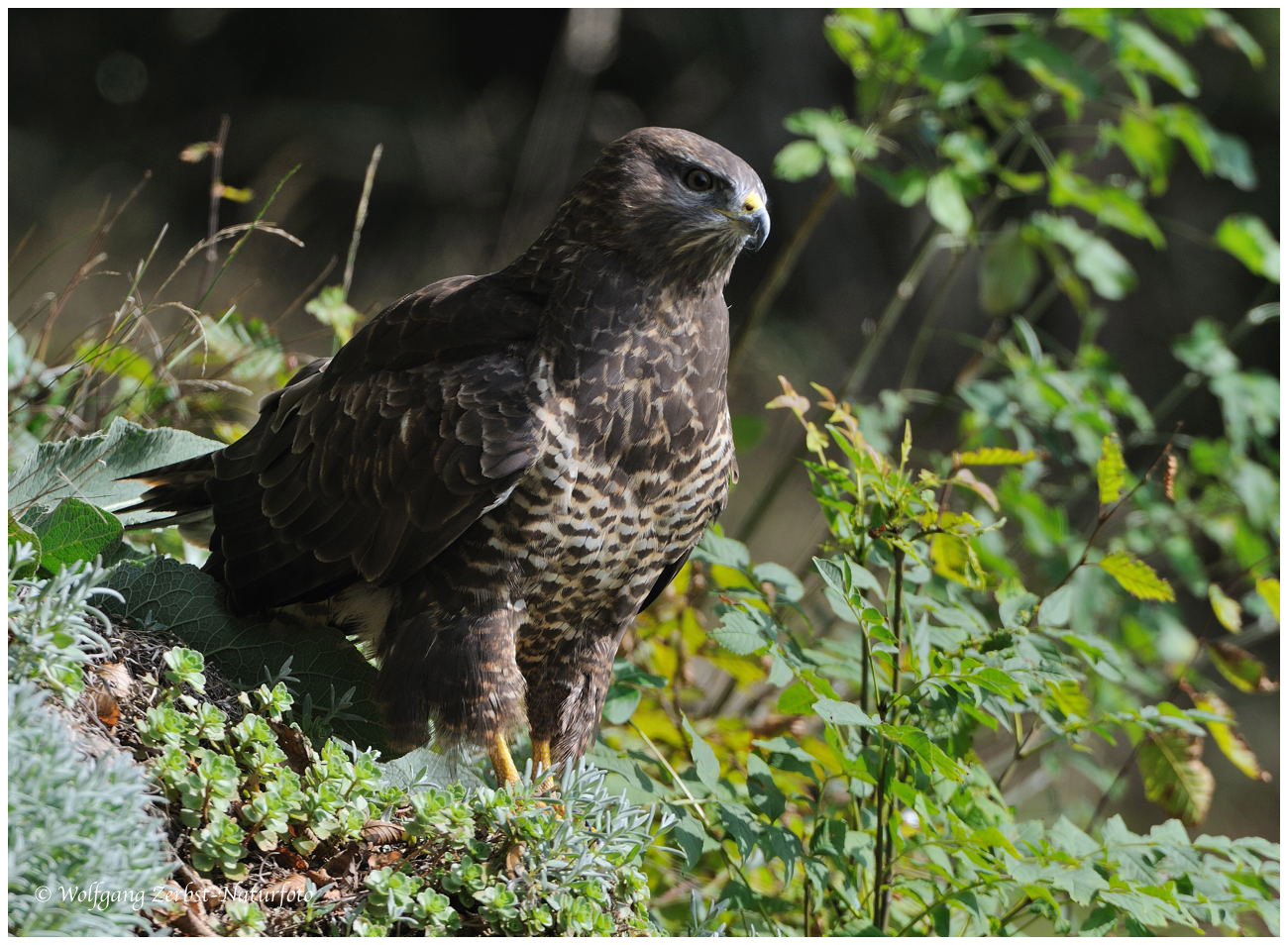 --- Mäusemussard A --- ( Buteo buteo )