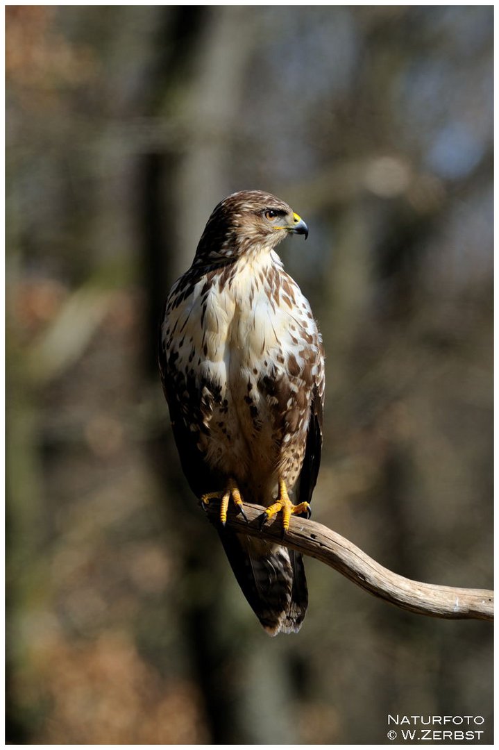 - Mäusenbussard 1 - ( Buteo buteo )