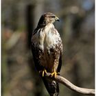 - Mäusenbussard 1 - ( Buteo buteo )