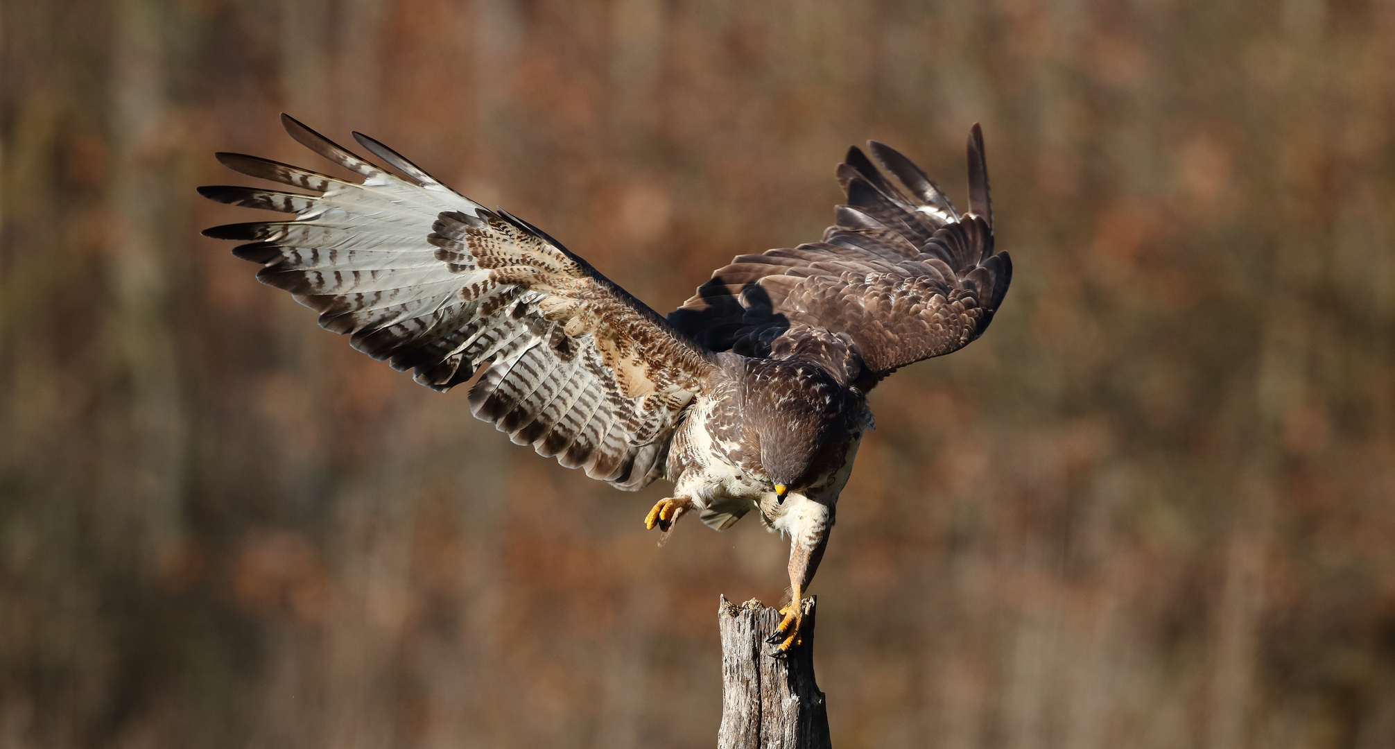 Mäuserbussard 