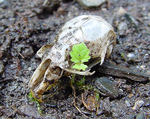 Mäuseschädel nach dem Regen