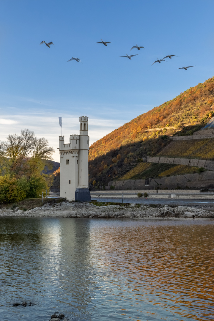 Mäuseturm Bingen