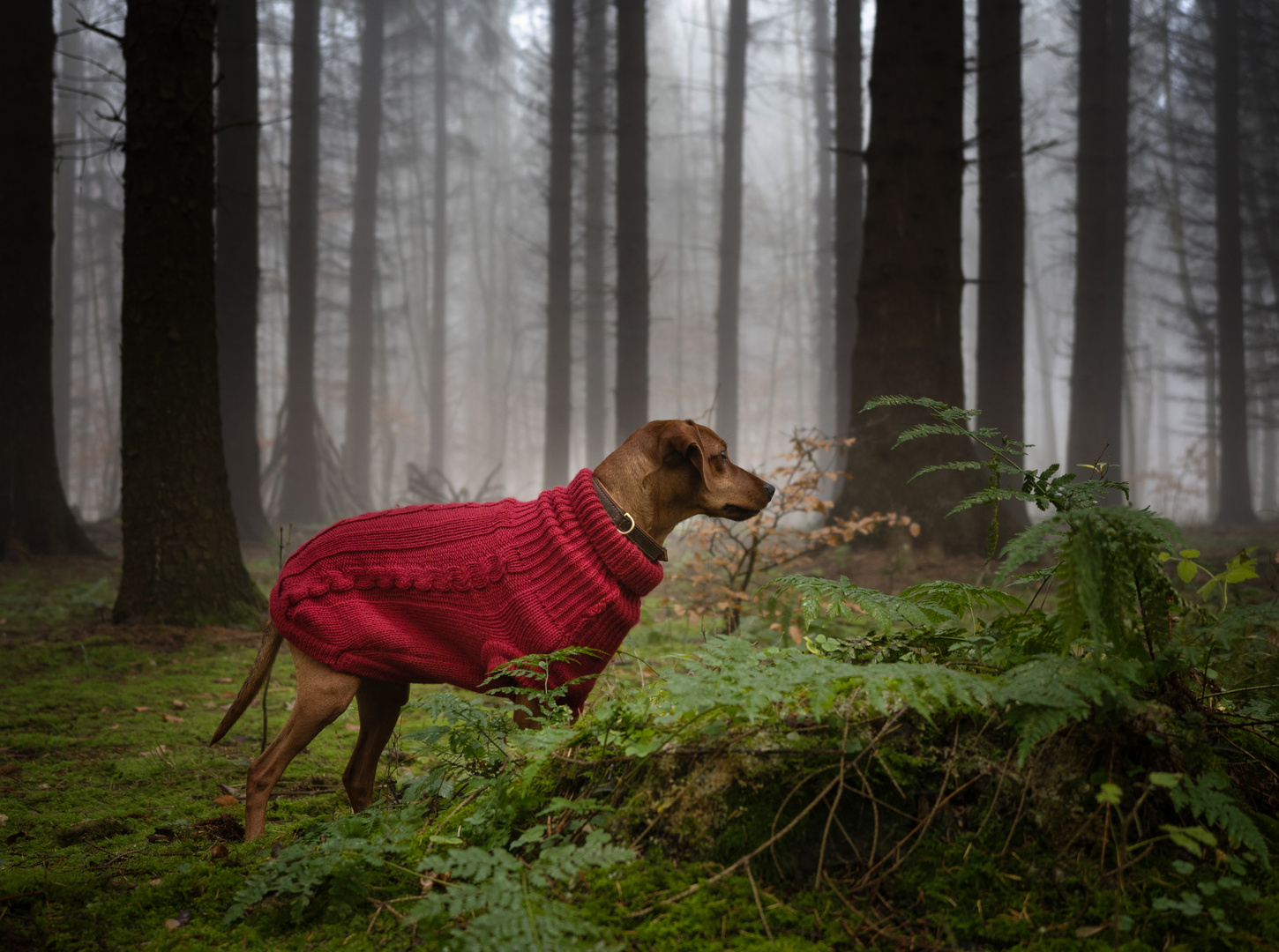 Mäxchen im Zauberwald