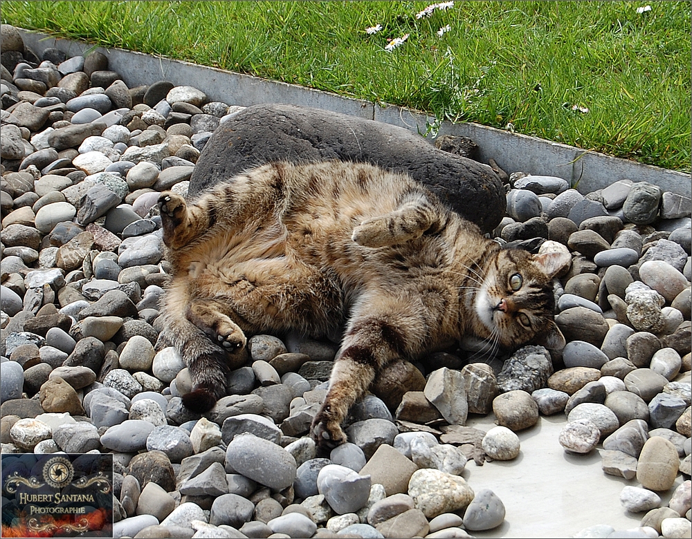 Mäxchen in seinem Steinbett