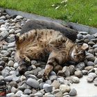 Mäxchen in seinem Steinbett