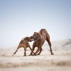 Mäxchen und das junge Ridgebackmädel