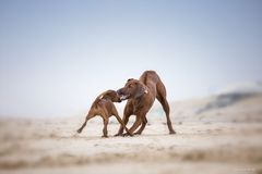 Mäxchen und das junge Ridgebackmädel