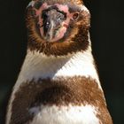 Mafioso Pinguin