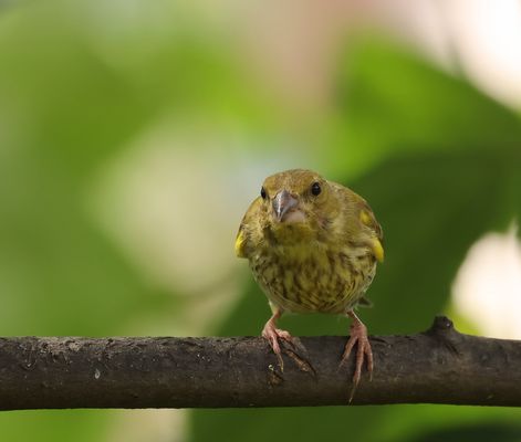 .*.*.*.*  mag ich ....  .*.*.*.*.