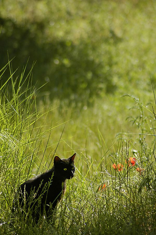 Mag sie Blumen?