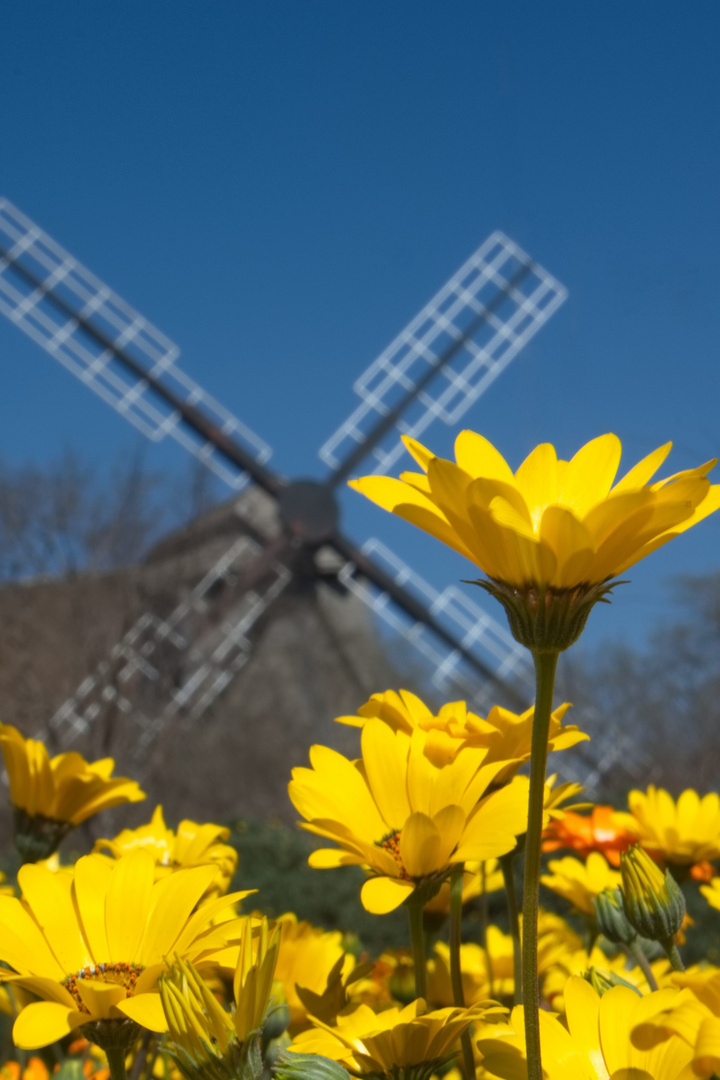 Magaliesberg Windmill