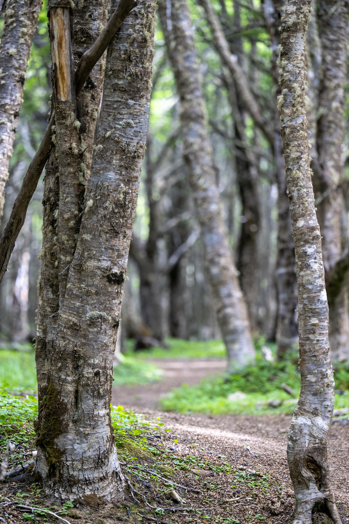 Magallanes National Reserve