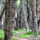 Magallanes National Reserve