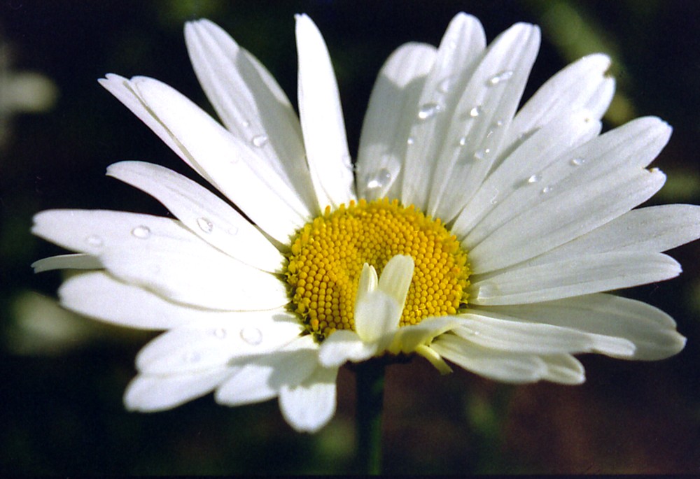 Magarite nach Regen 2