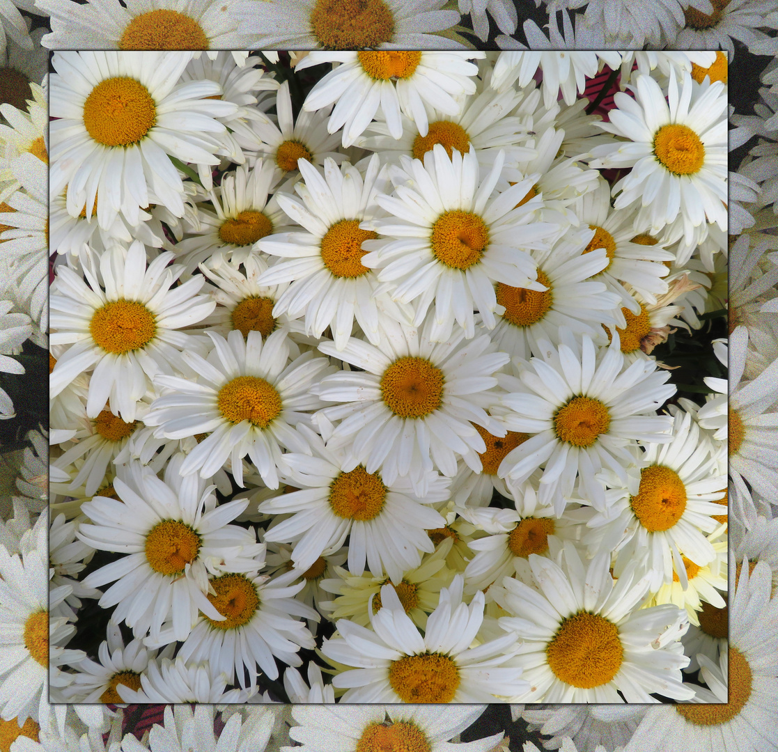 Magariten Foto & Bild outdoor, grün, weiß Bilder auf